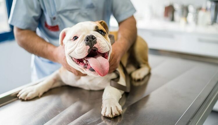FIND VETS FOR YOUR PETS