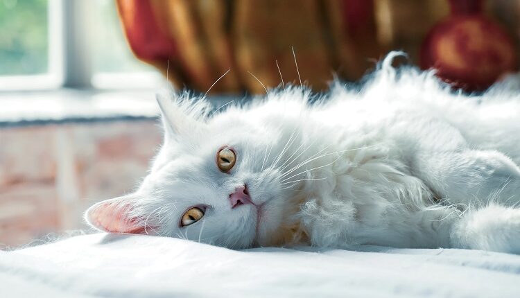 Cat Lives